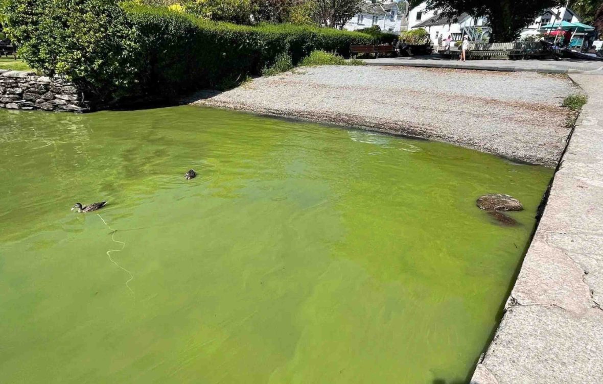 The edge of a lake that is covered in green algae.