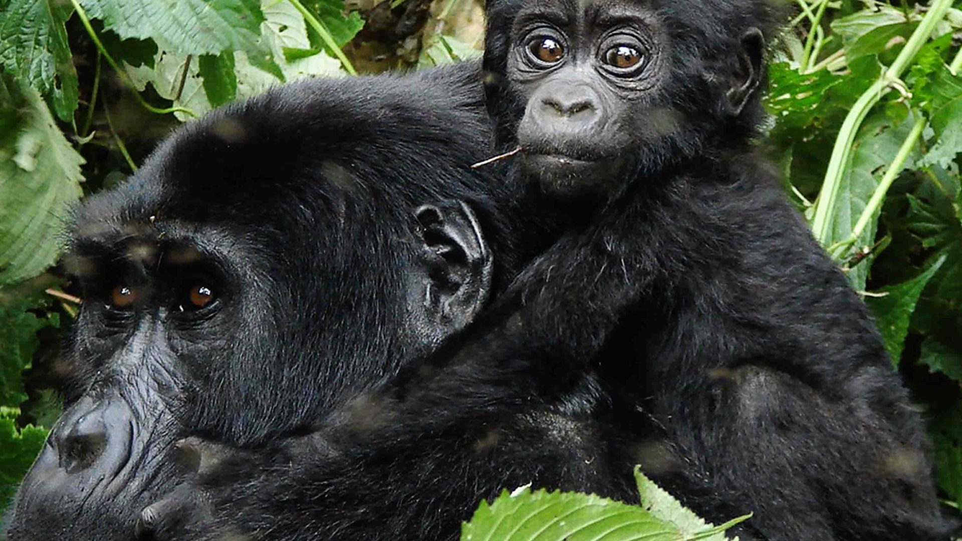 A mother gorilla with her baby on her back.