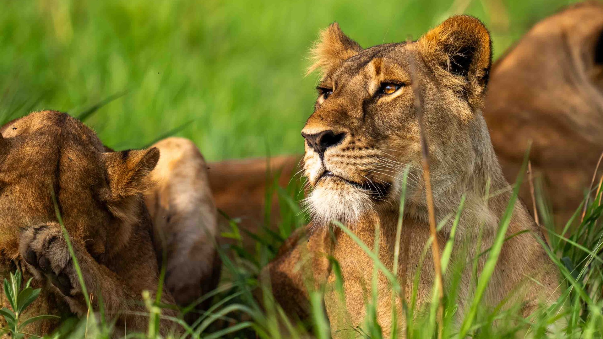 Lions lie in the grass.