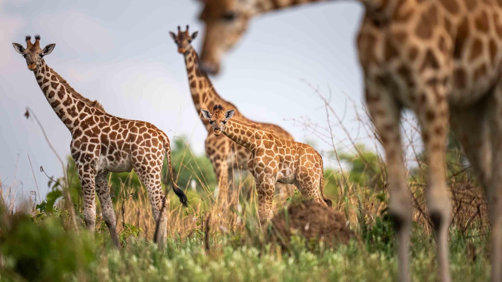 A group of giraffes in trees.