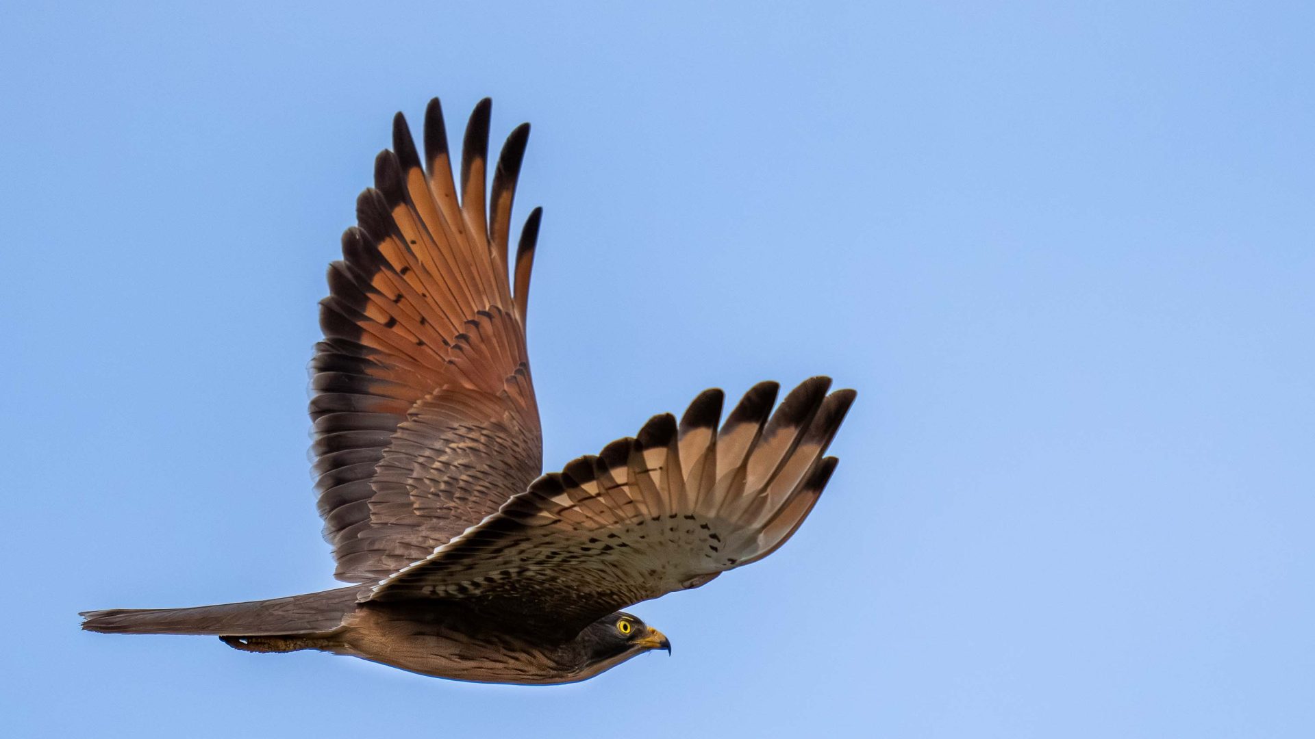 A brown bird flying in a blue sky.